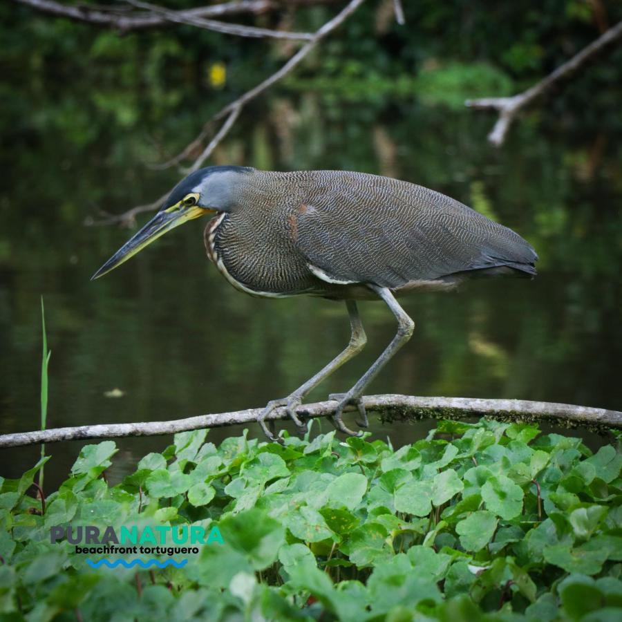 Hotel Pura Natura Beachfront Tortuguero Exteriér fotografie