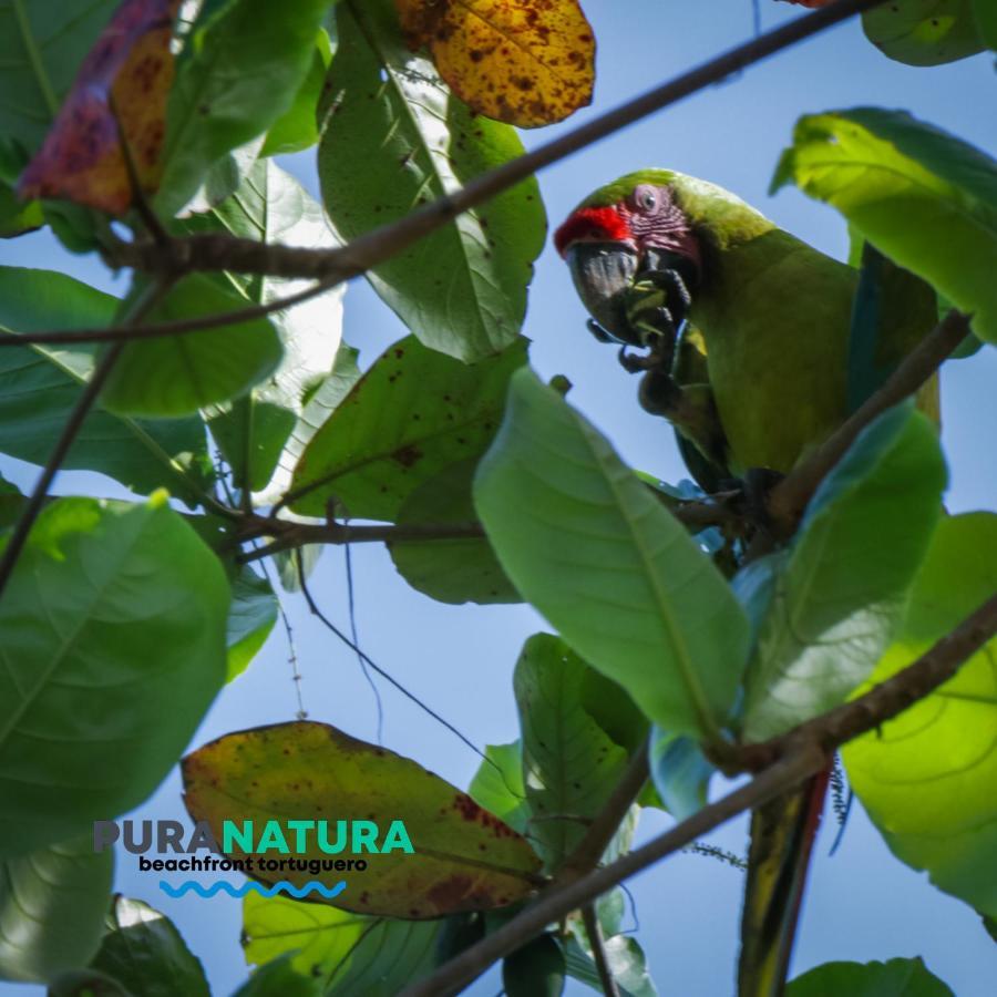 Hotel Pura Natura Beachfront Tortuguero Exteriér fotografie