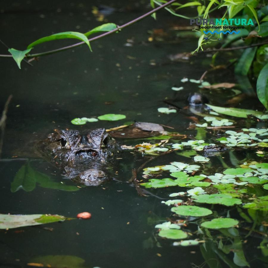 Hotel Pura Natura Beachfront Tortuguero Exteriér fotografie