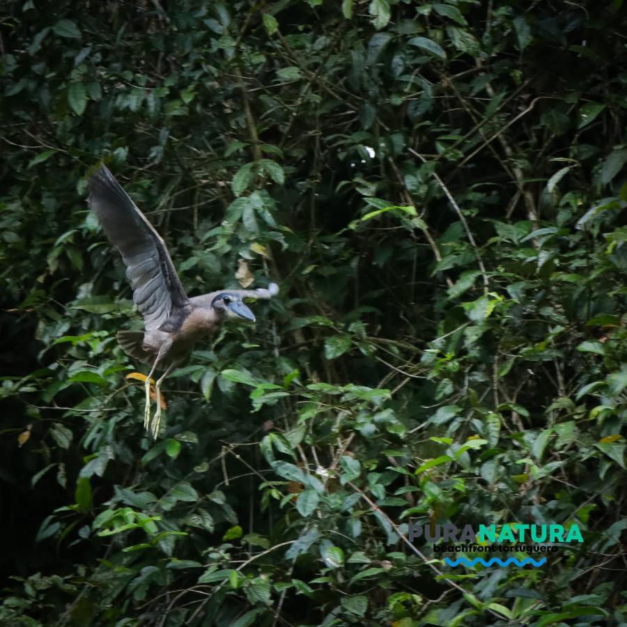 Hotel Pura Natura Beachfront Tortuguero Exteriér fotografie